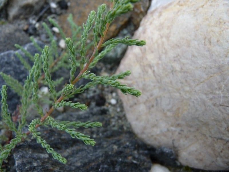 Miricaria germanica 18