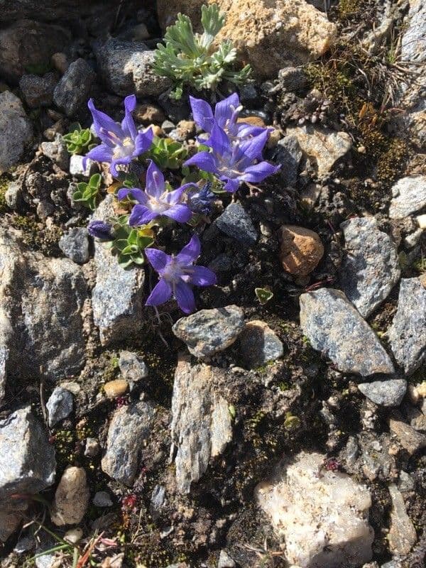 Campanula di Cenis 5