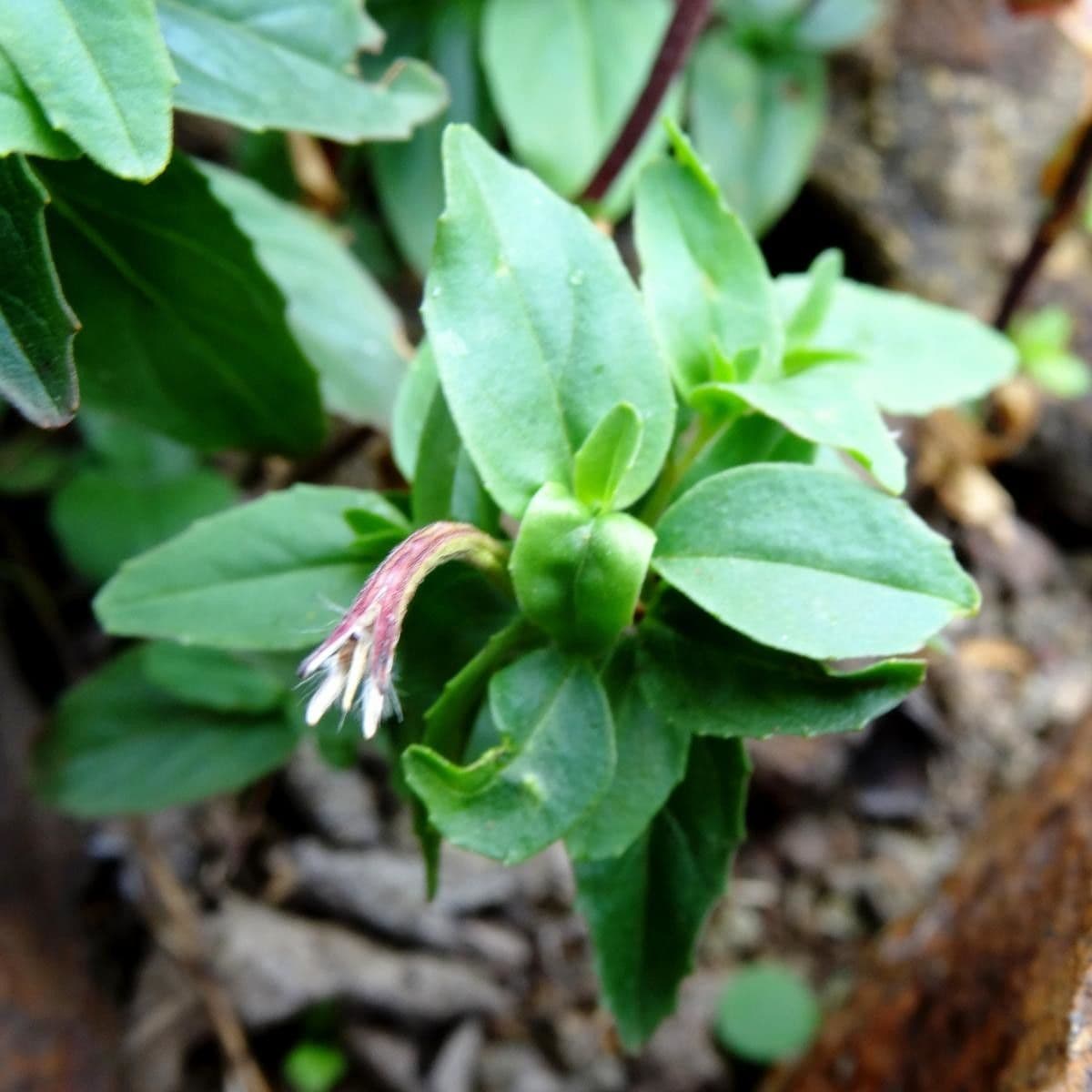 Epilobium 12