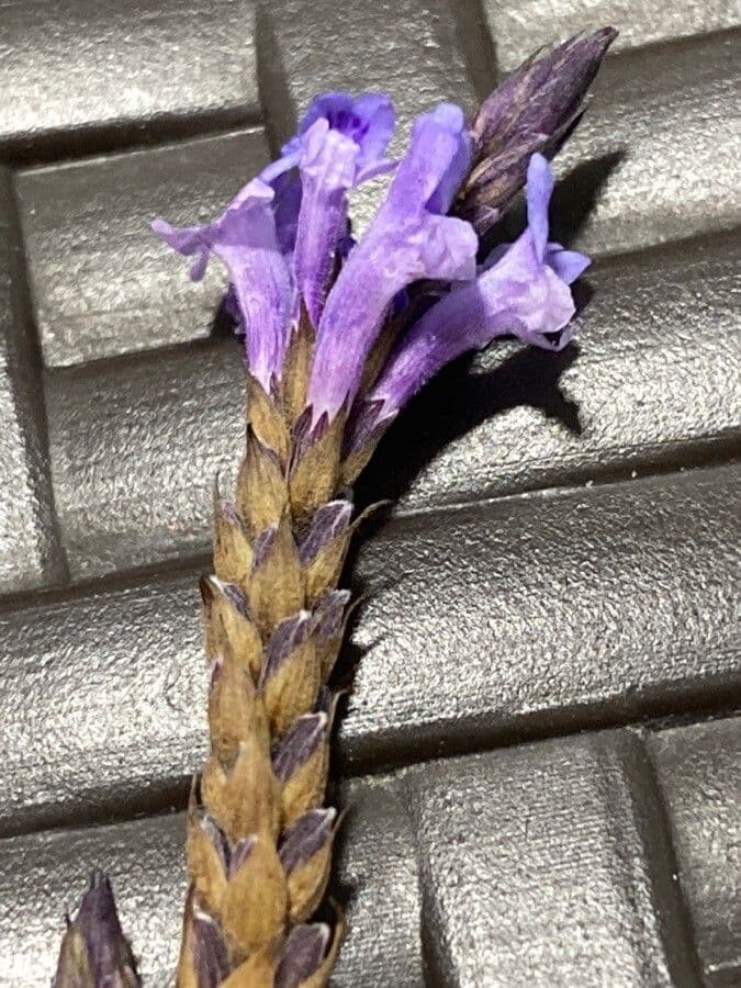 Lavanda 2
