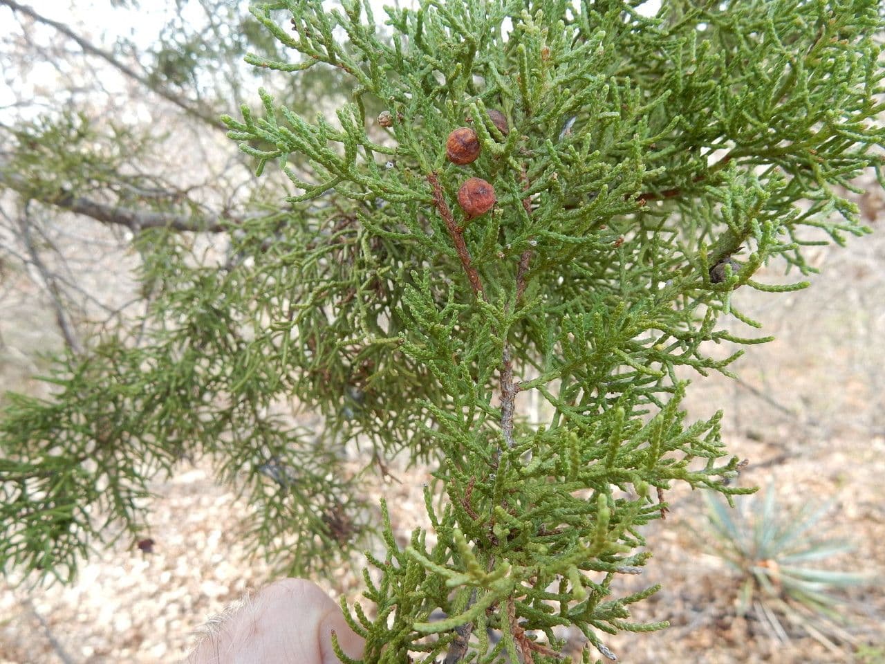 Ginepro di Pinchot 6