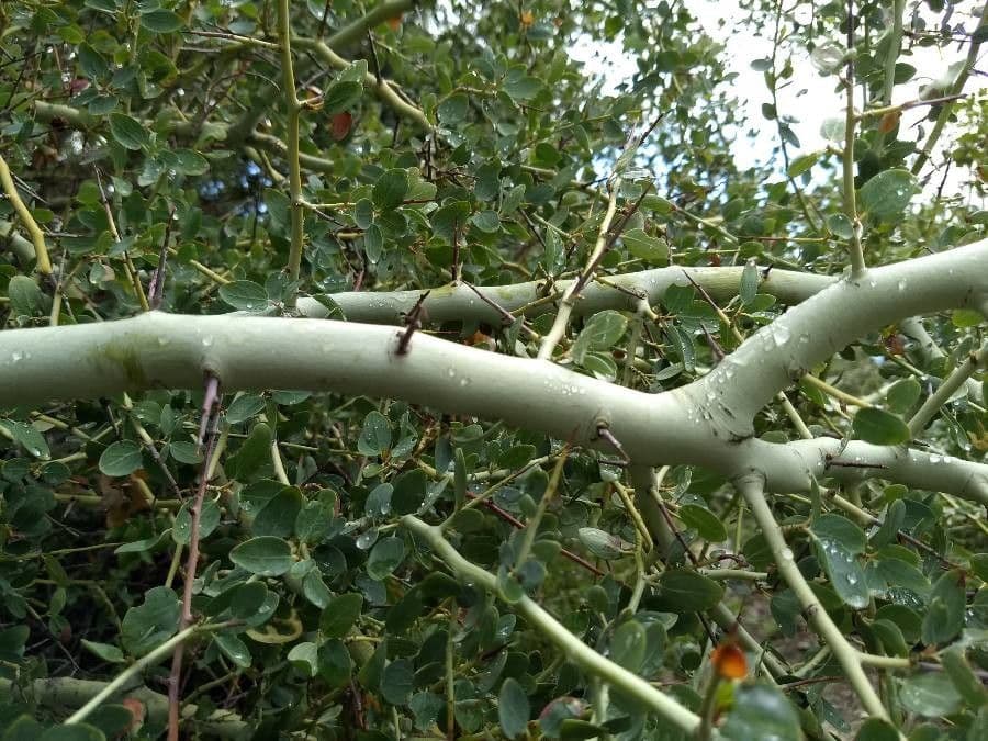 Ceanothus celokrajný 7