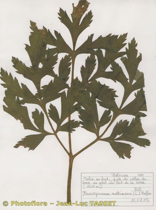 Pleurospermum austriaco 18