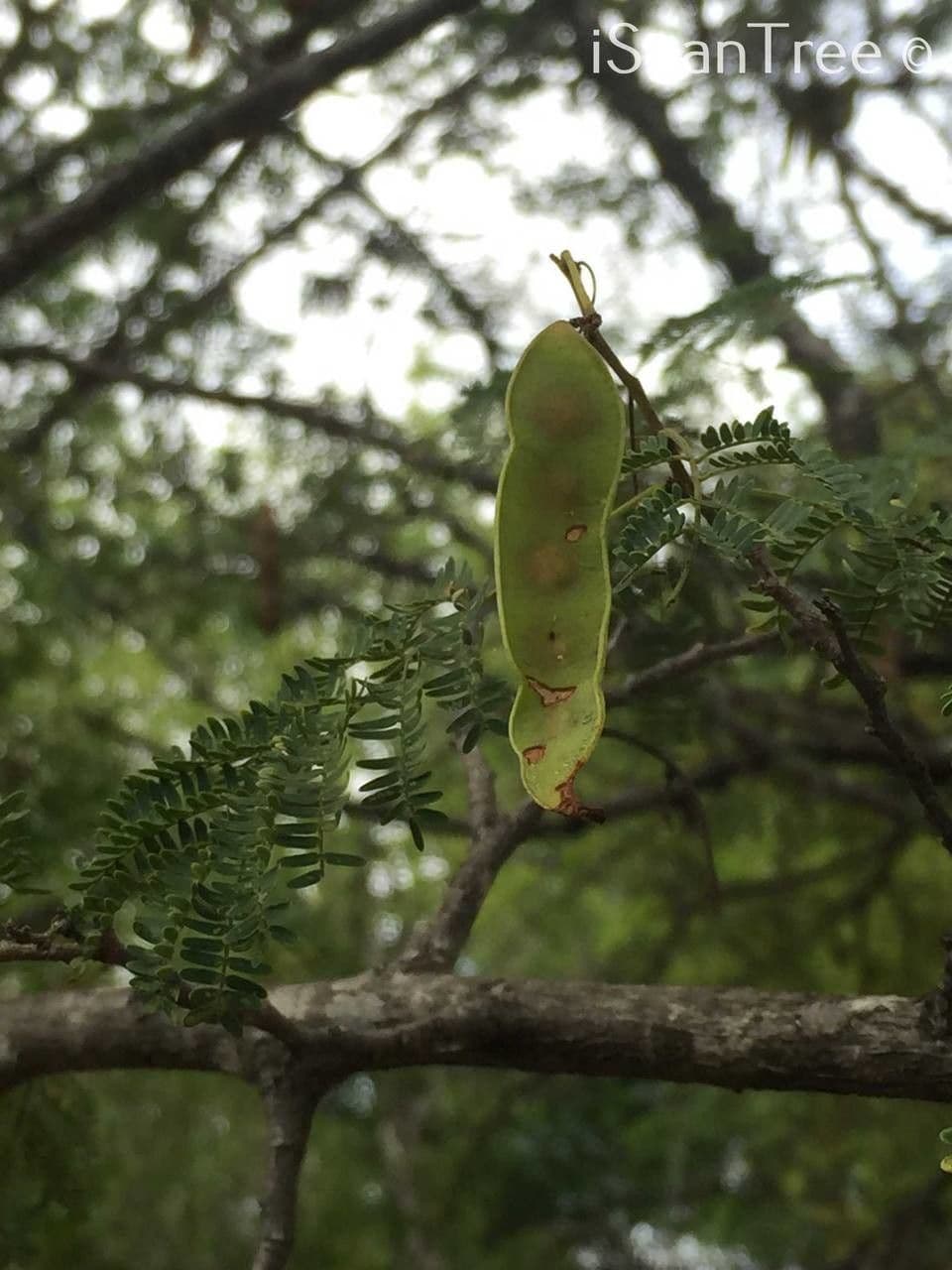 Albizia 5