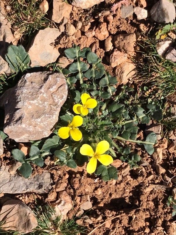 Morisia monanthos 7