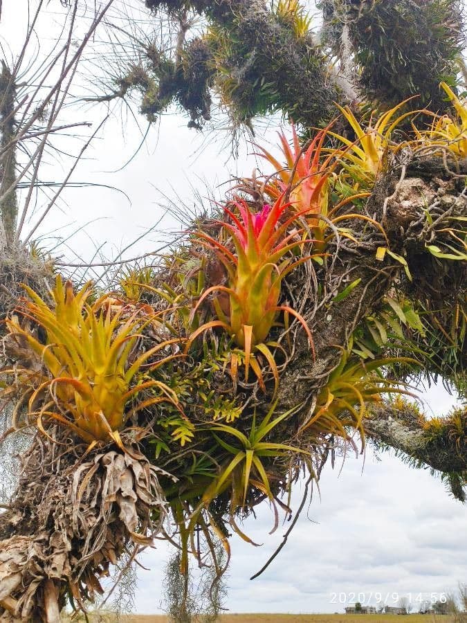 Tillandsia brachycaulos