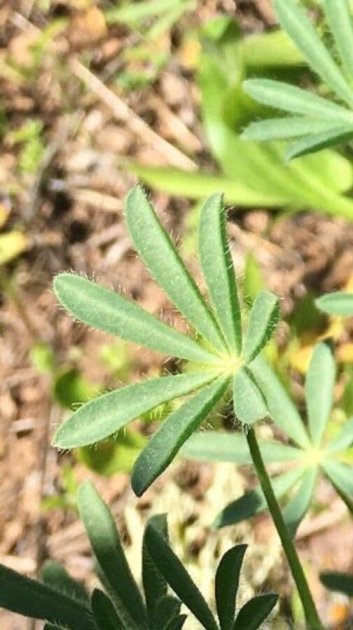 Lupinella bicolore 18
