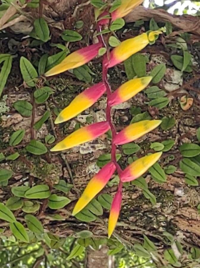 Vriesea 2