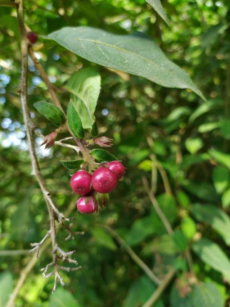 Cestrum elegante 4