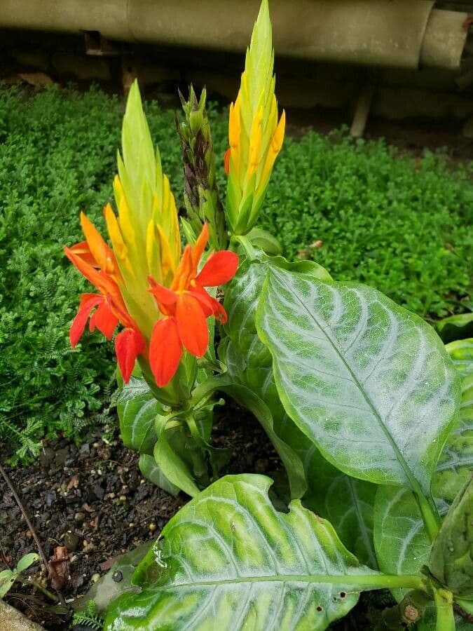 Aphelandra aurantiaca 7