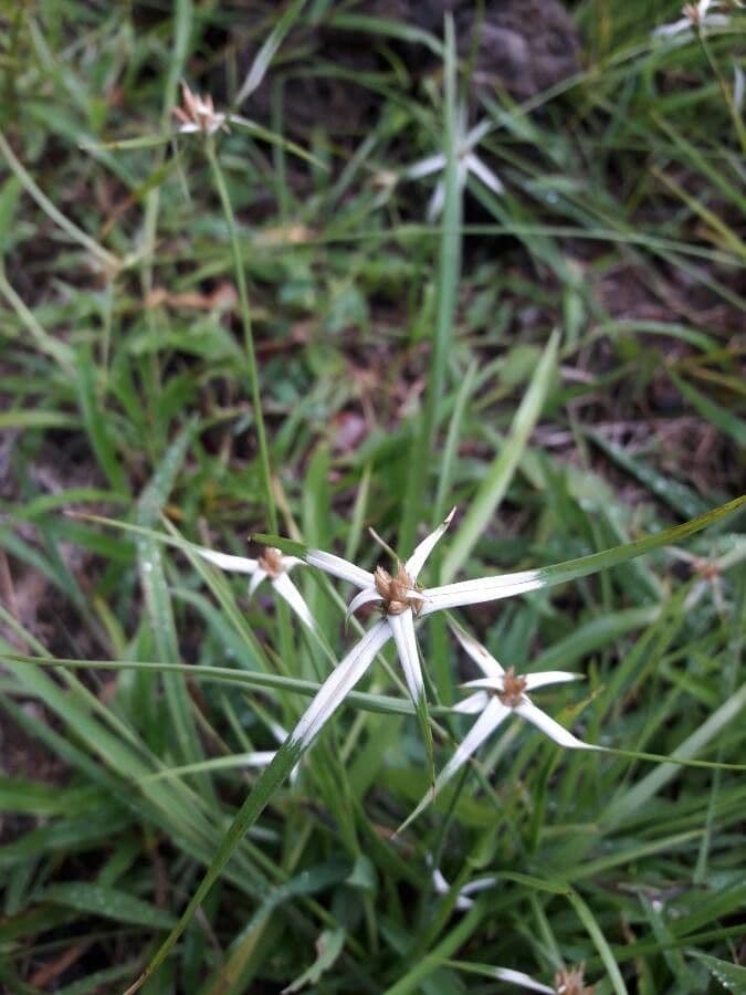 Rhynchospora