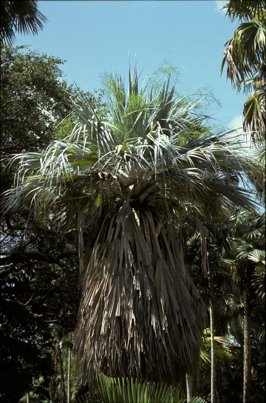Copernicia ekmanii