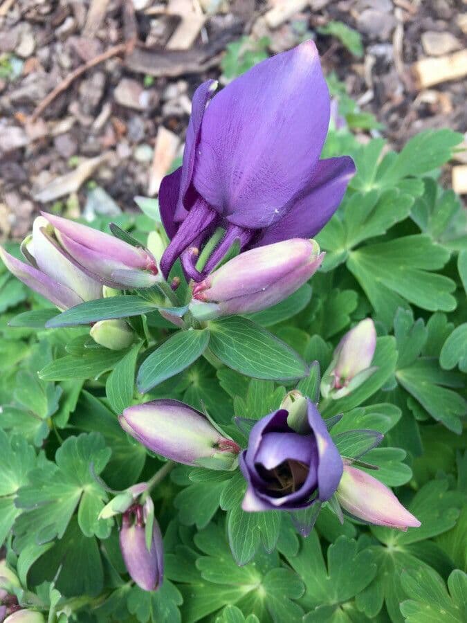 Alpine columbine 28