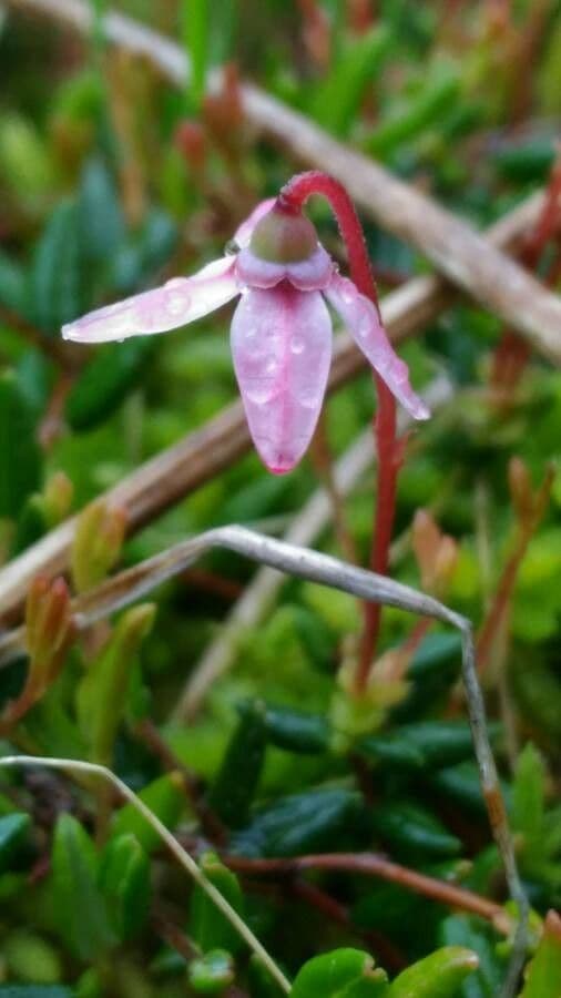 Vaccinium microcarpum 7