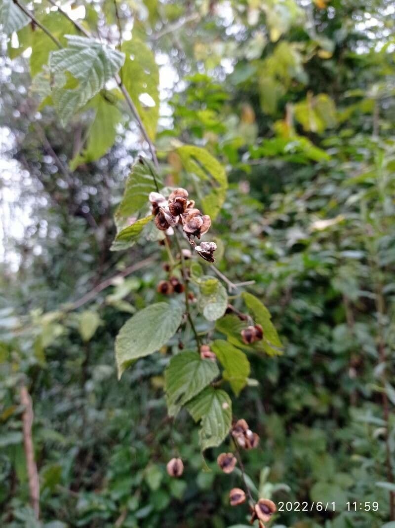 Hopfenblättrige Gouania 12