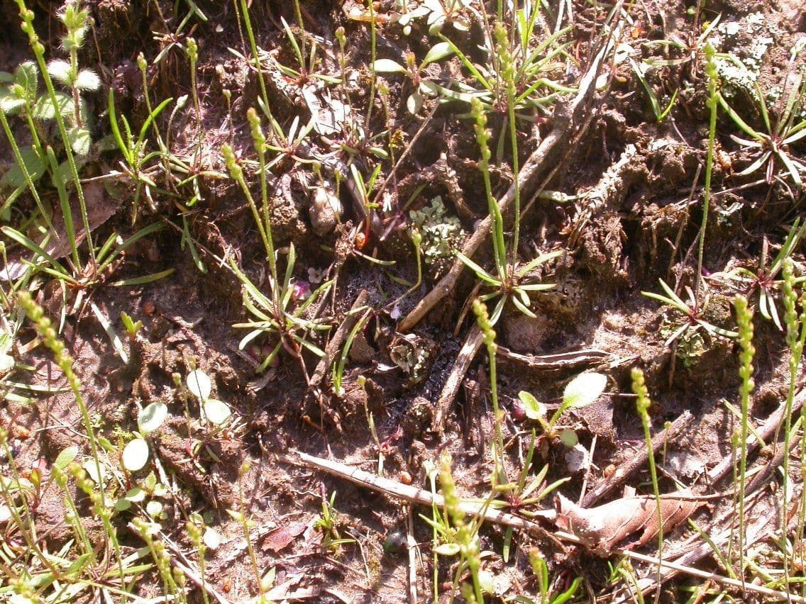 Skorocel 11