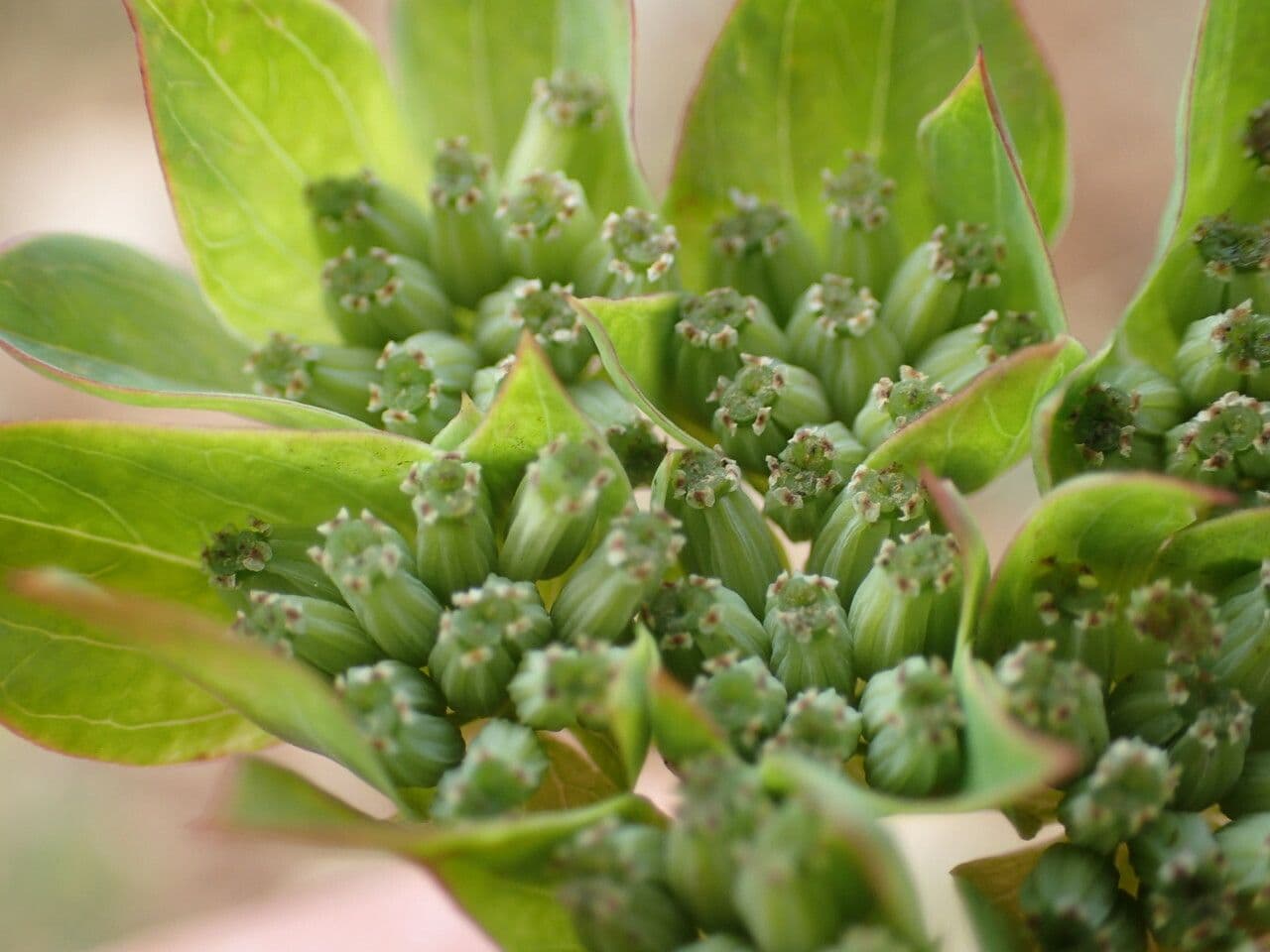 Bupleurum rotundifolium