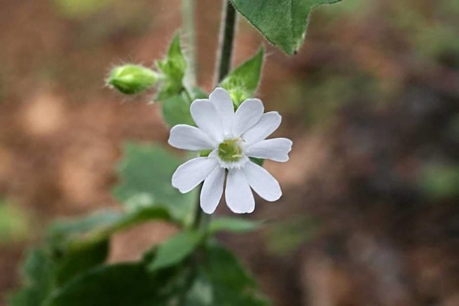 Schmierblume 2