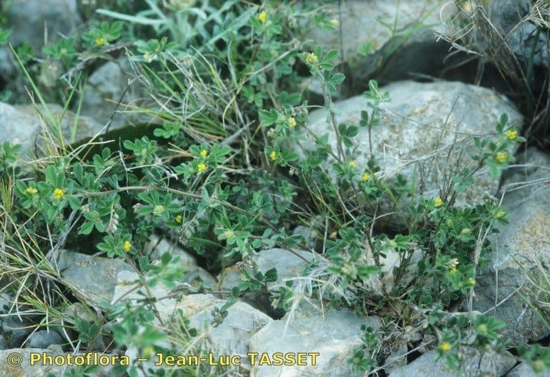 Medicago 6