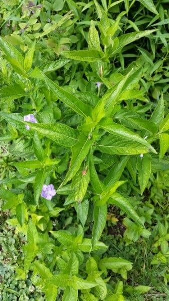 Ruellia 10