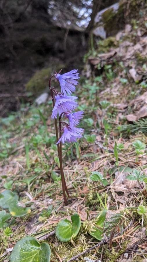 Soldanella comune 9