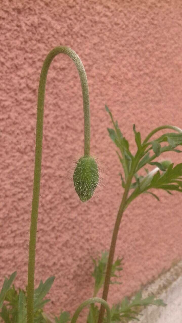 Saat-Mohn 26