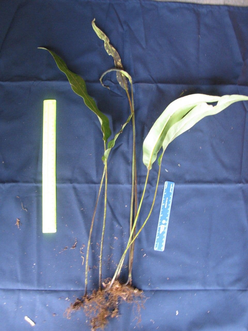 Elaphoglossum 9