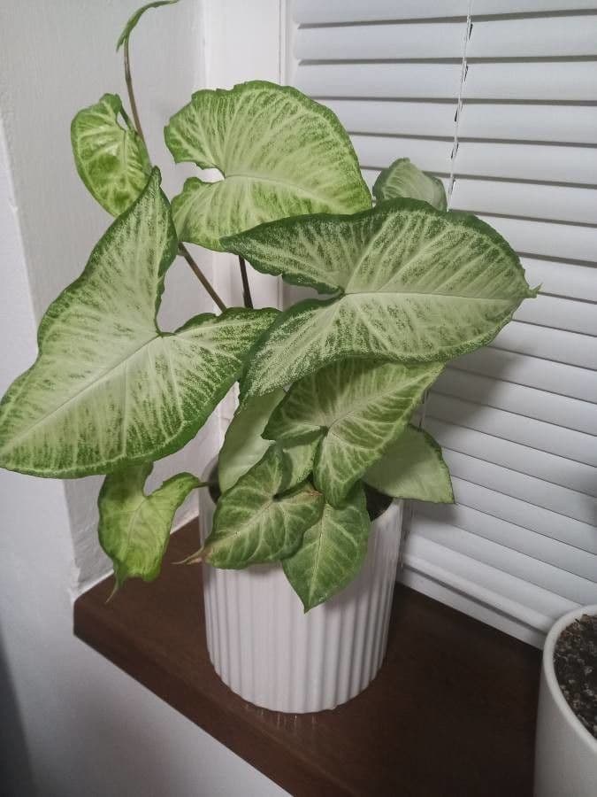 Syngonium 15