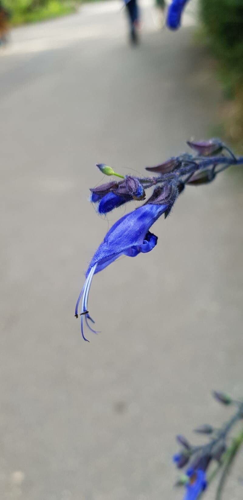 Salvia patens 3