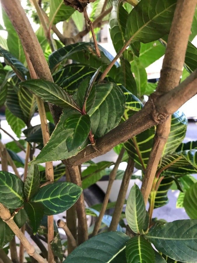 Aphelandra 21