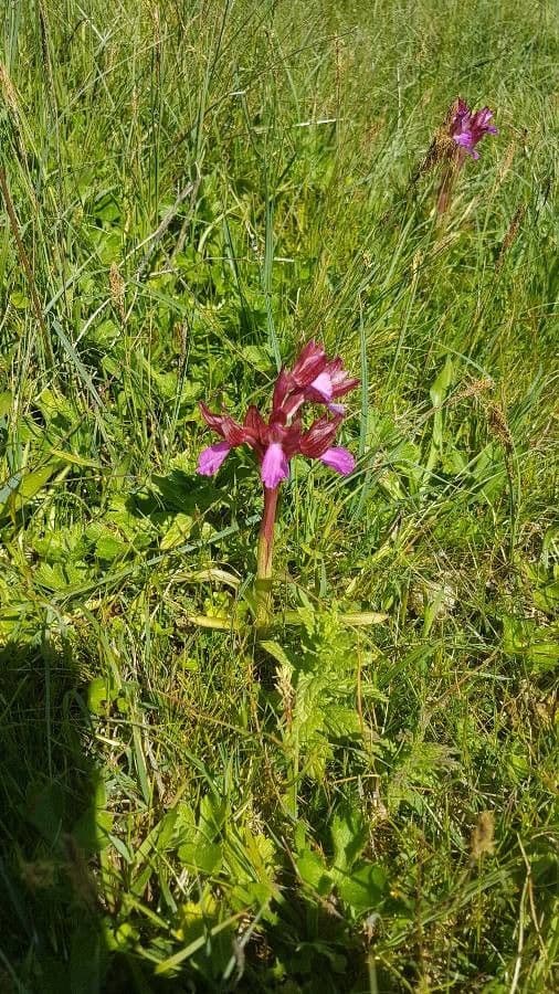 Orchis papillon