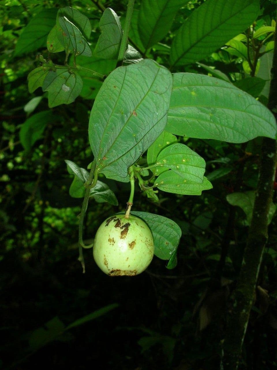 Passiflora 5