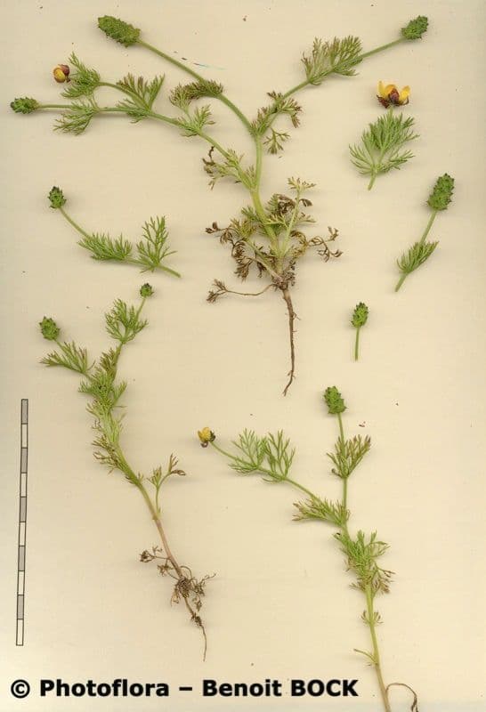Adonis microcarpa 23