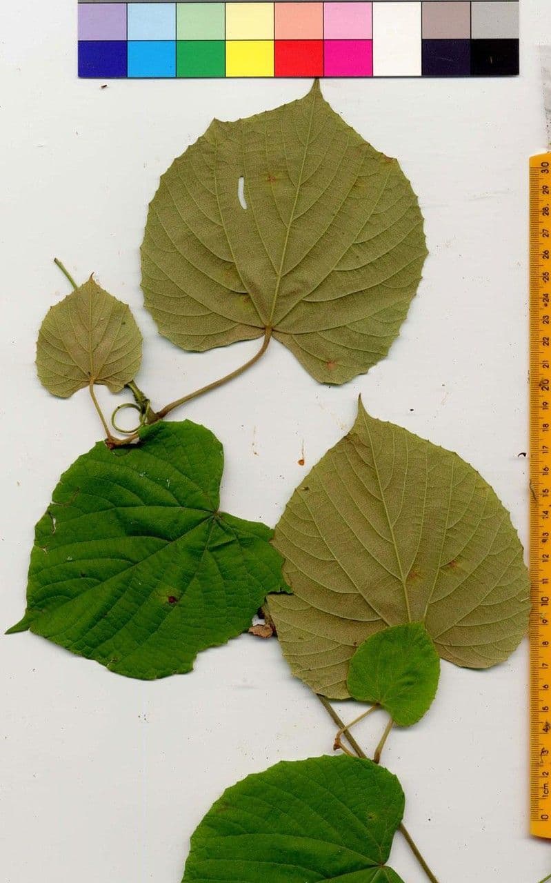 Vitis tiliifolia 25