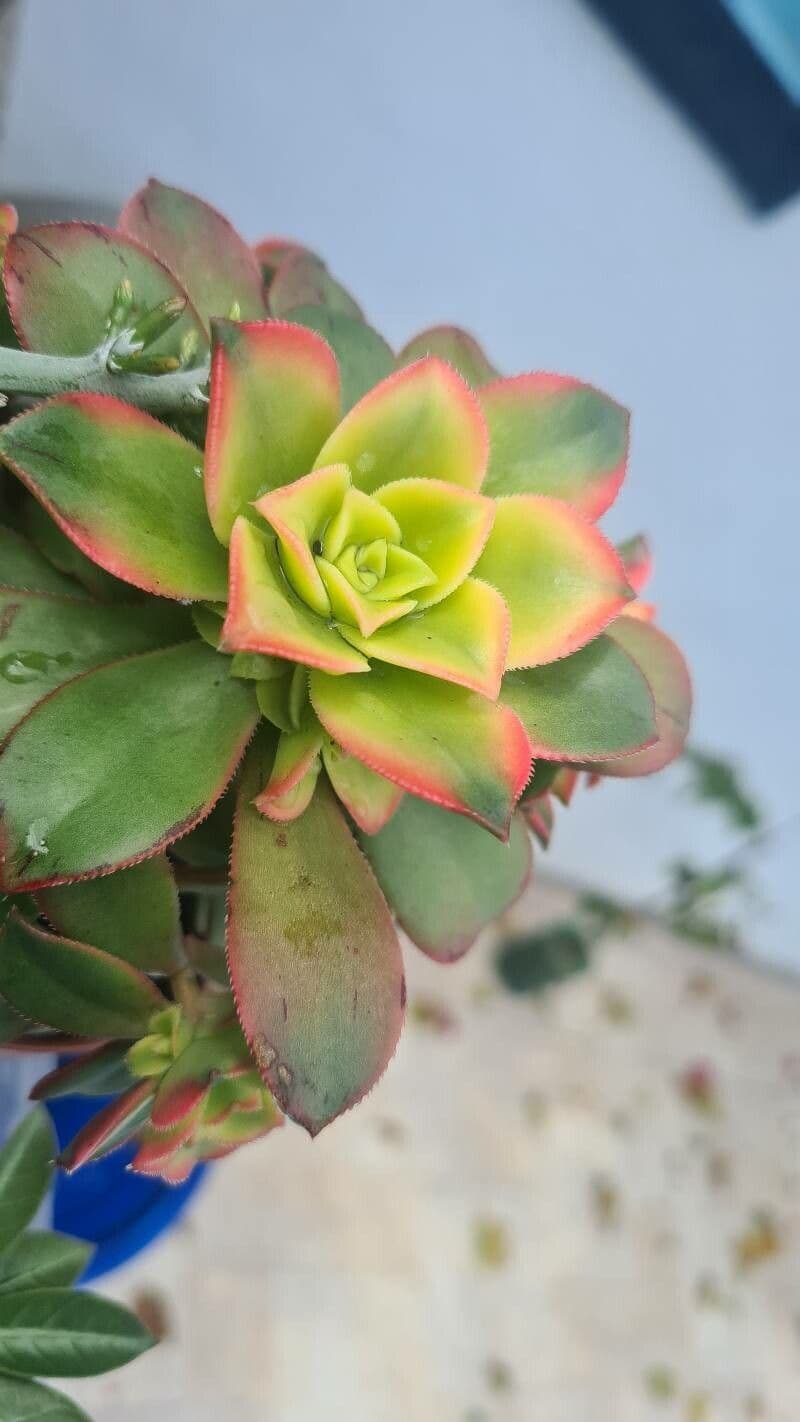 Aeonium decorum 3
