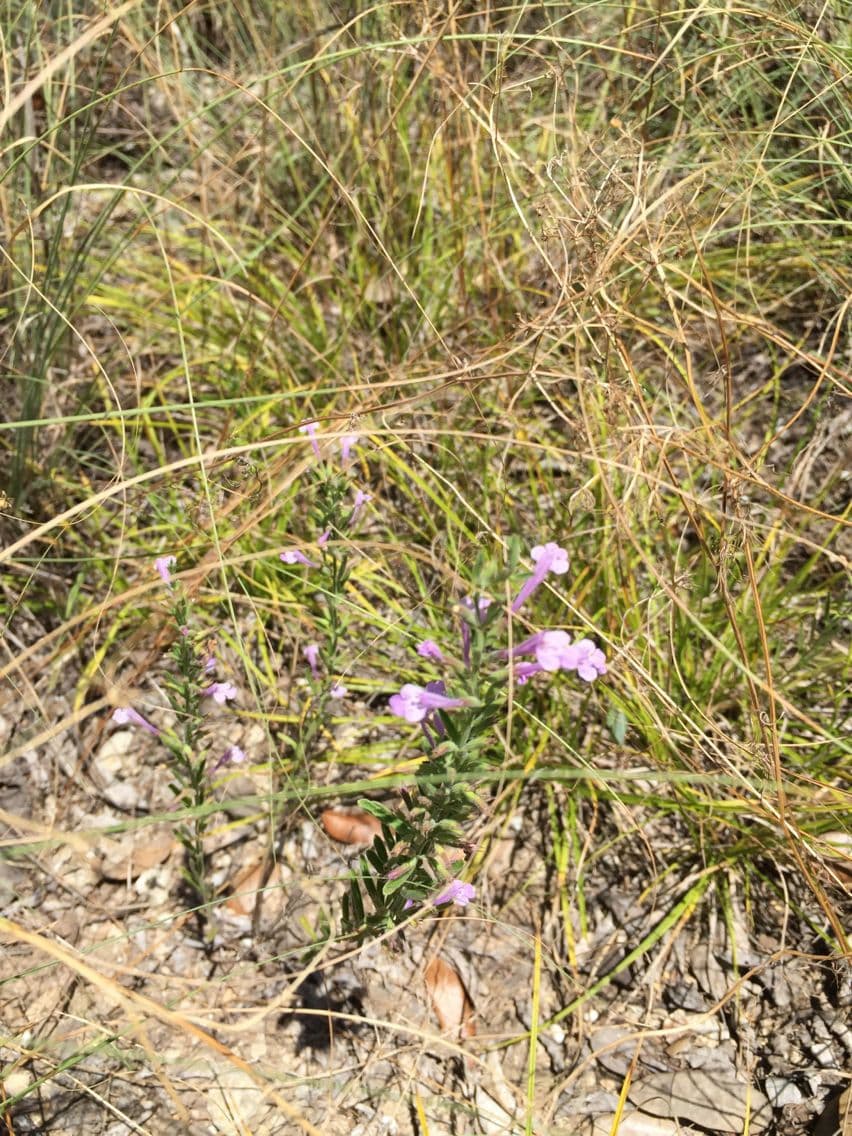 Drummonds Pennyroyal 4