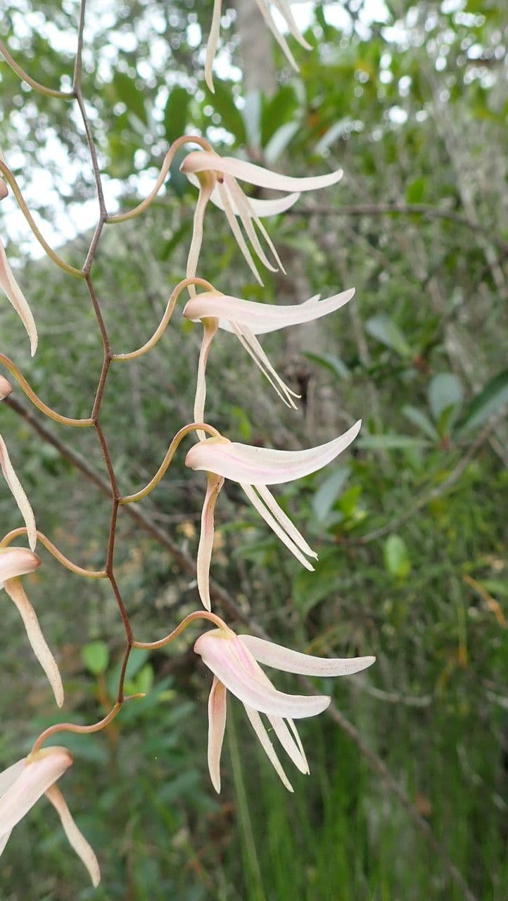 Dendrobium 4