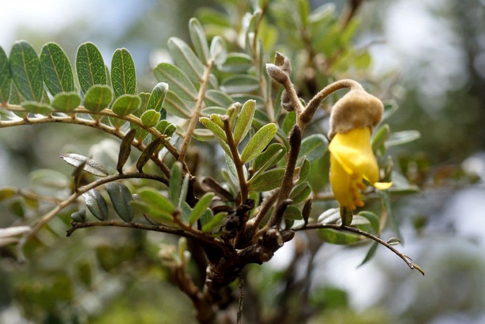 Sophora denudata 26