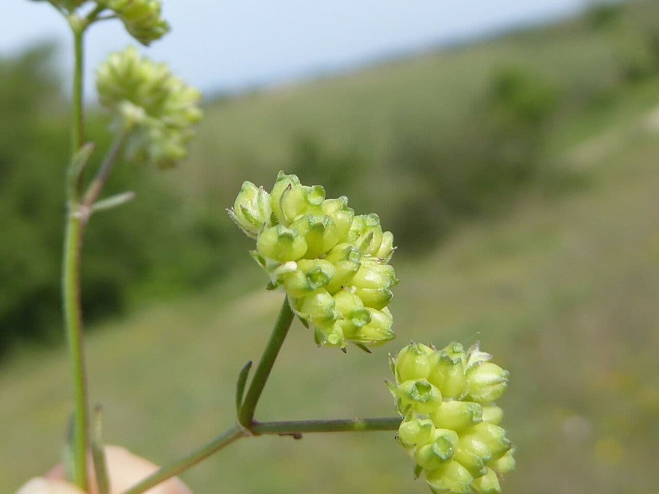 Valerianella coronata 3