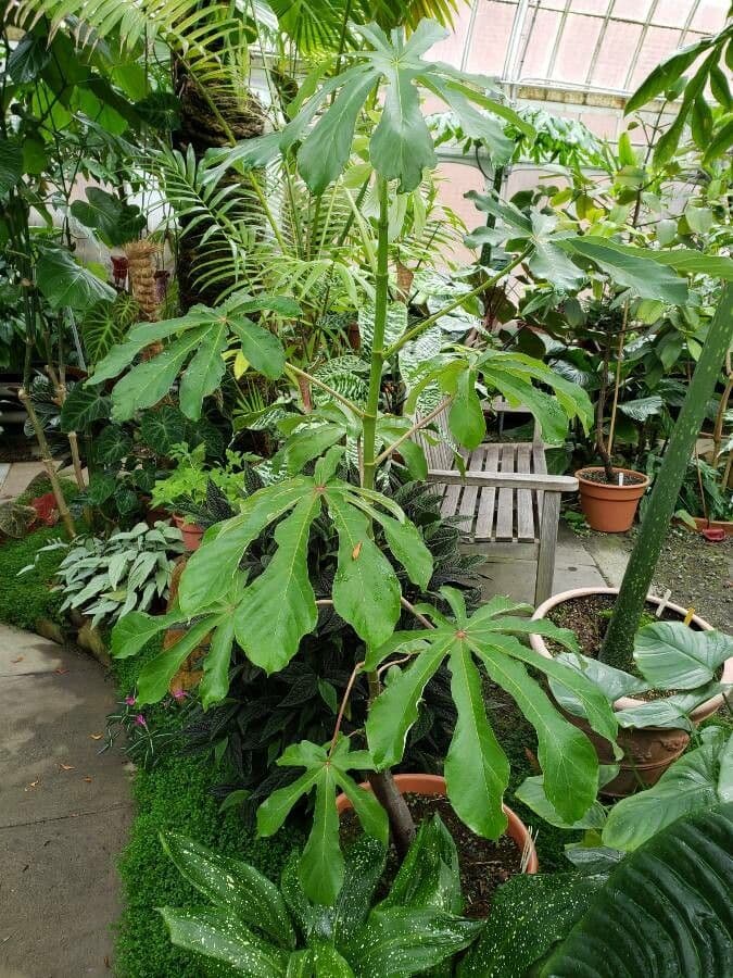 Albero serpente 2