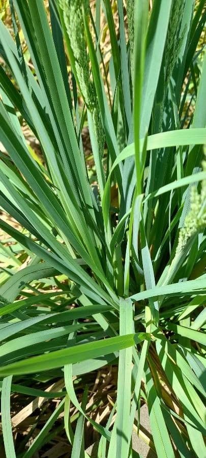 Poa 3