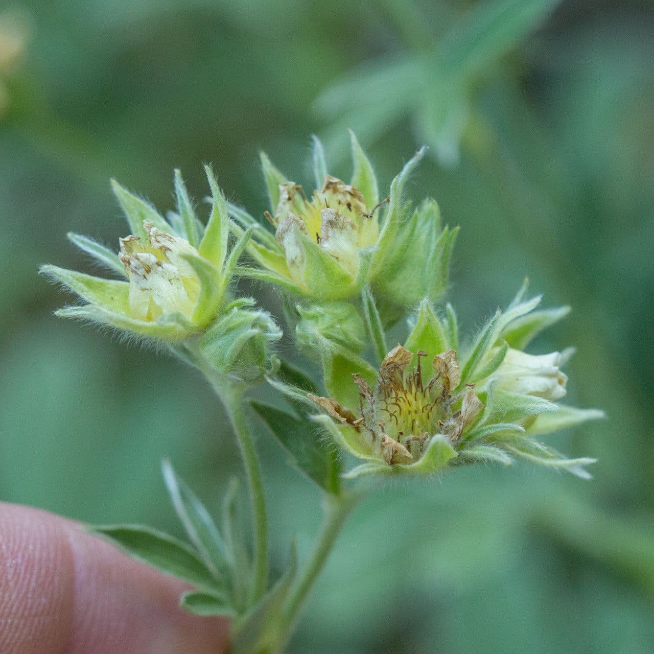 Potentilla valderiana 2