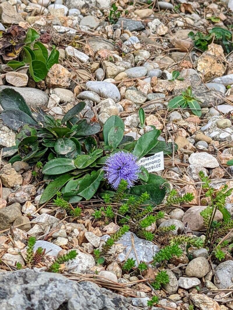 Koulenka bezstvolá 8