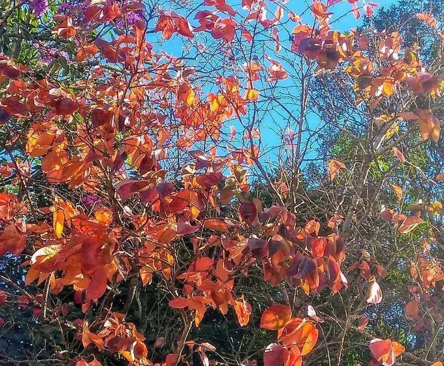 Candleberry-tree 22