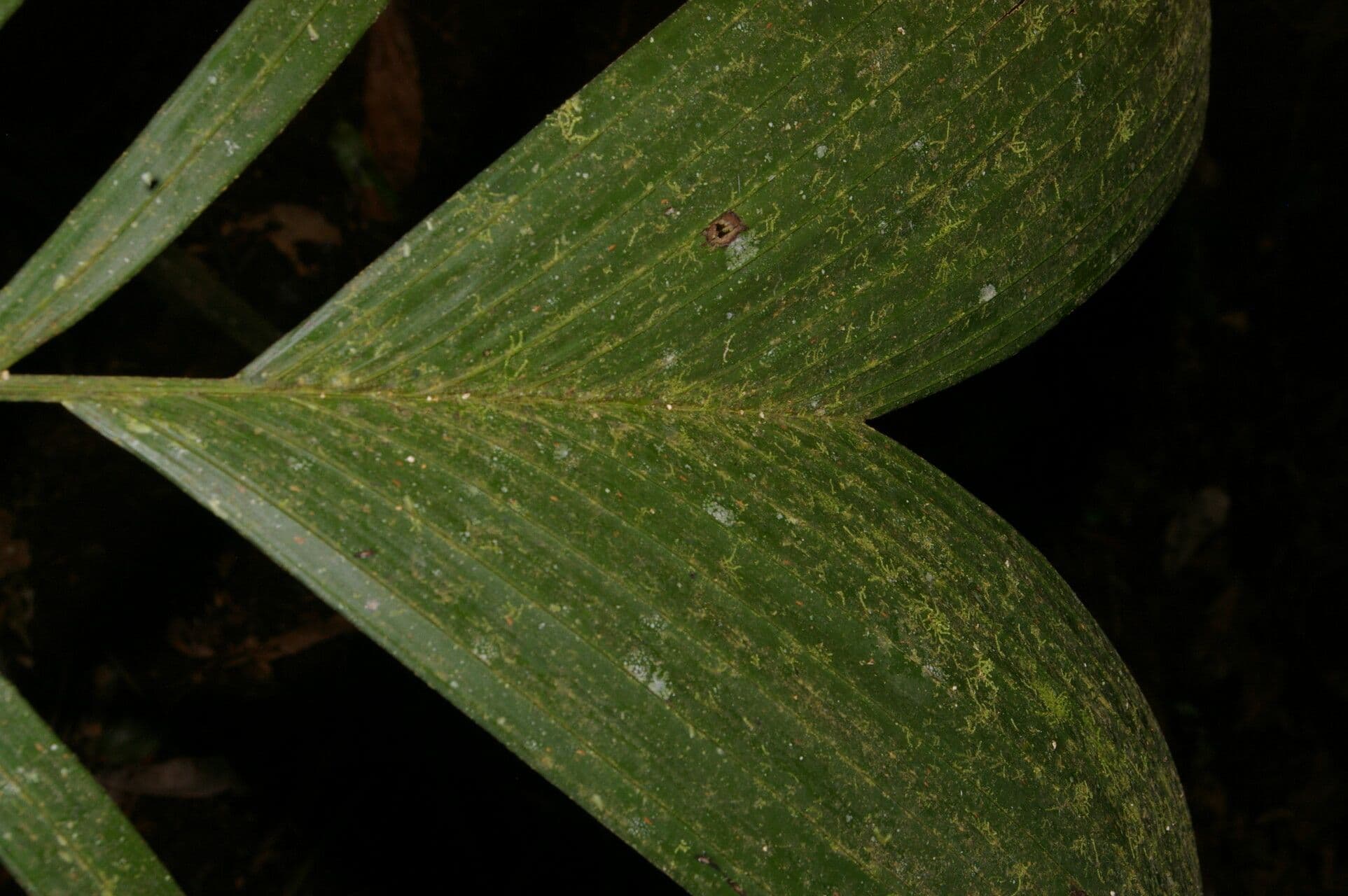 Synechanthus 6