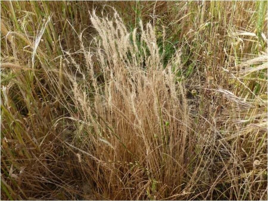 Vlasovka jednostranná 14