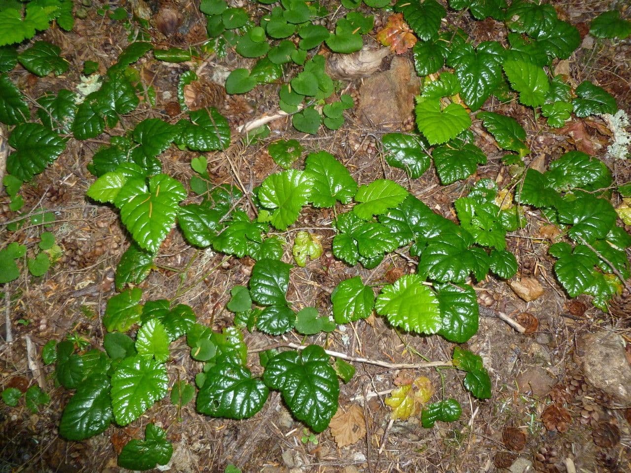 Rovo 7