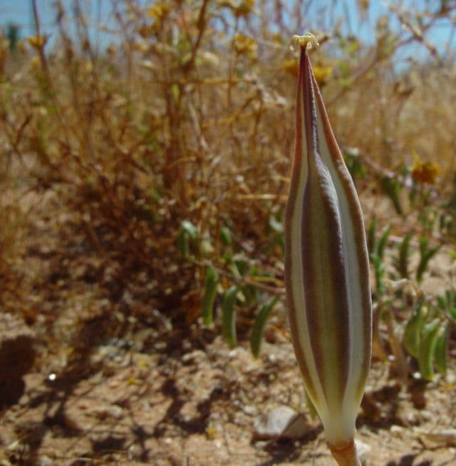 Calochortus di Kennedy 2