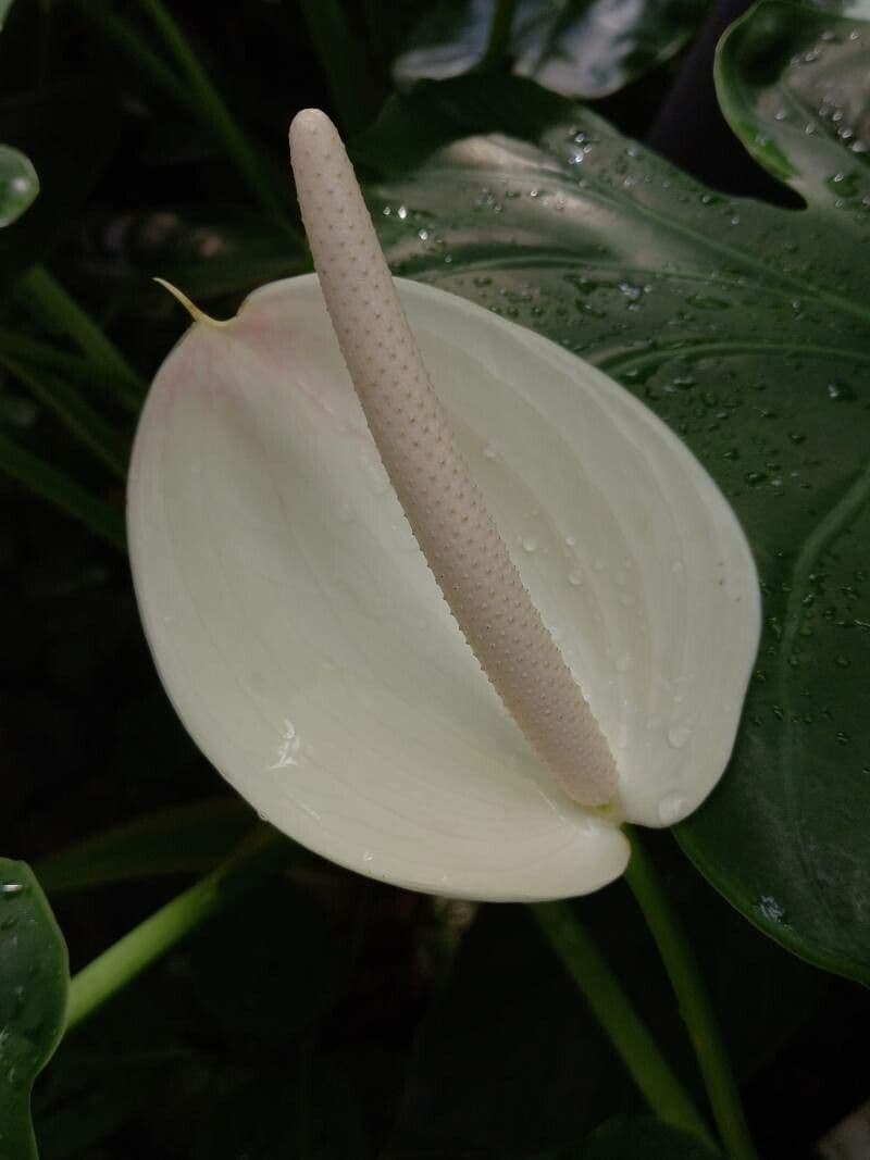 Anthurium 2