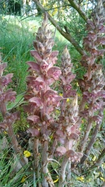 Orobanche del ginestrone 12